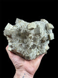 Pyrite en cubes, Navajún, La Rioja, Espagne.