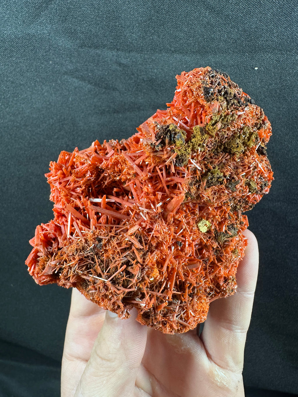 Crocoïte, Adelaide Mine, Dundas, Tasmanie, Australie.