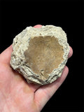 Feuille fossile, France.