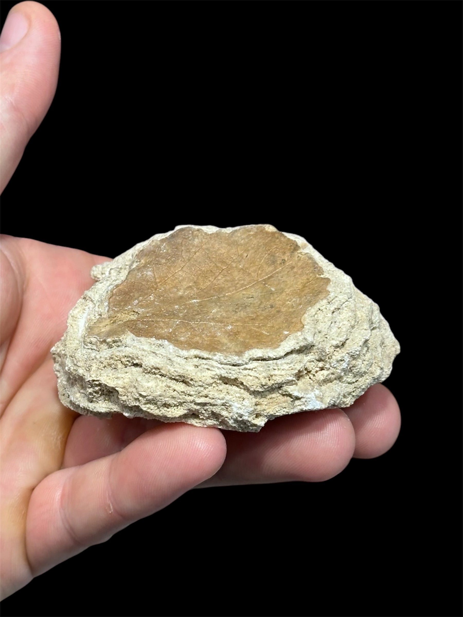 Feuille fossile, France.