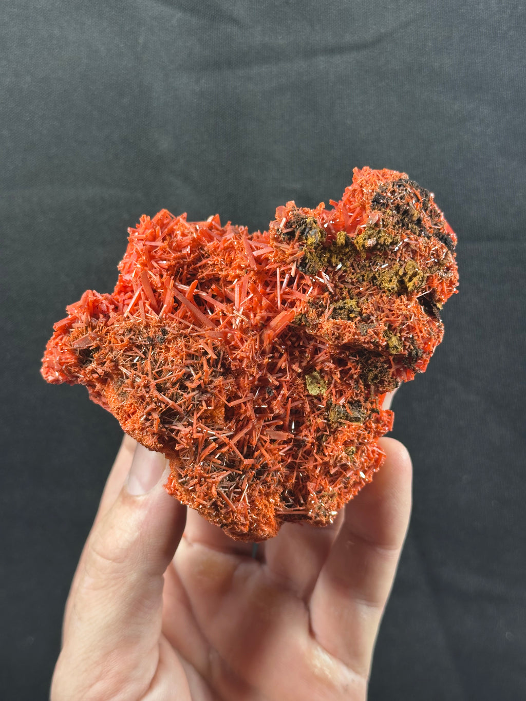 Crocoïte, Adelaide Mine, Dundas, Tasmanie, Australie.