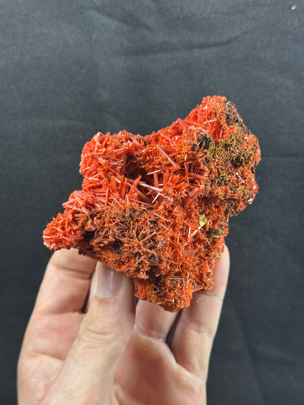 Crocoïte, Adelaide Mine, Dundas, Tasmanie, Australie.