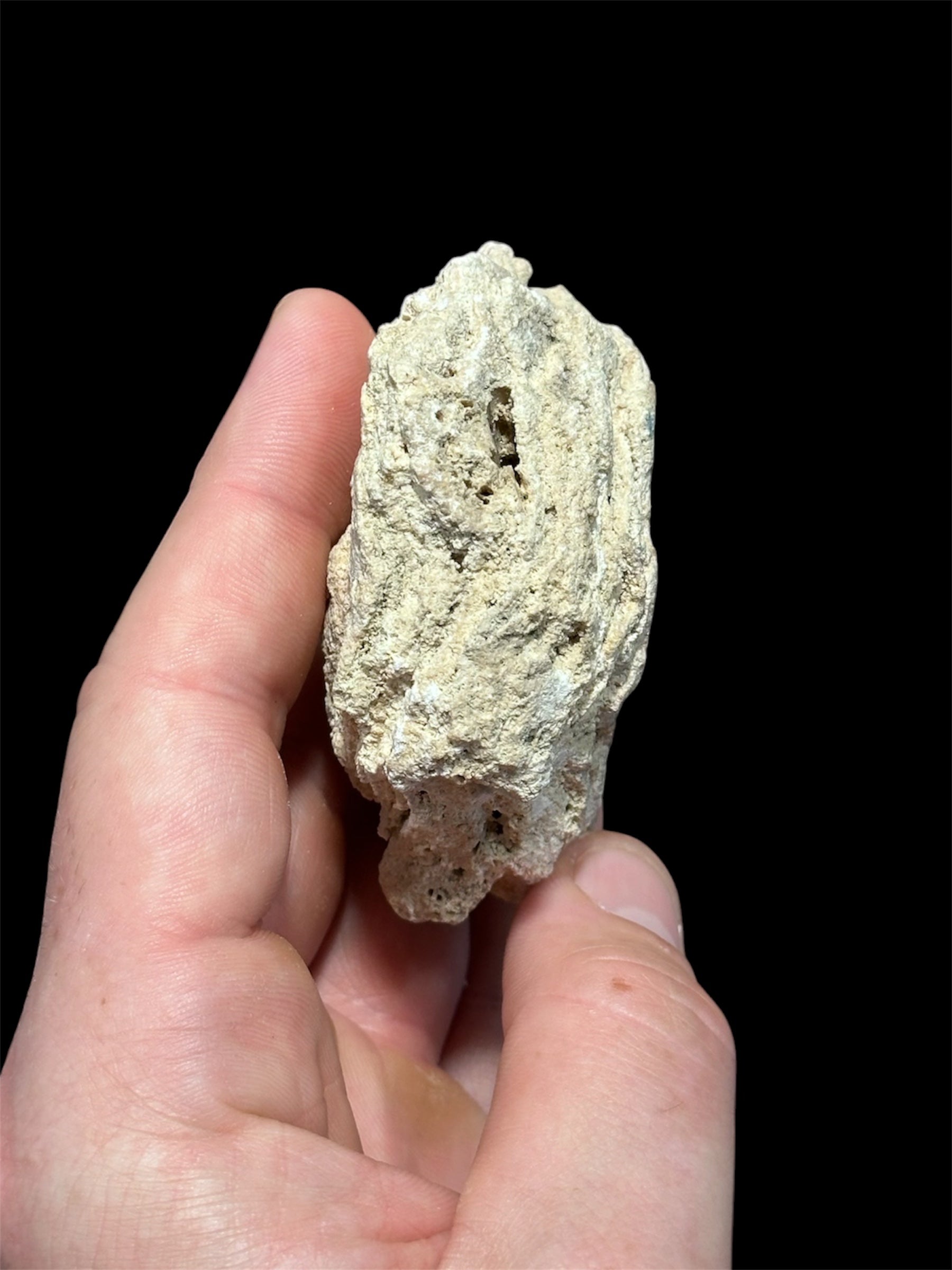 Feuille fossile, France.